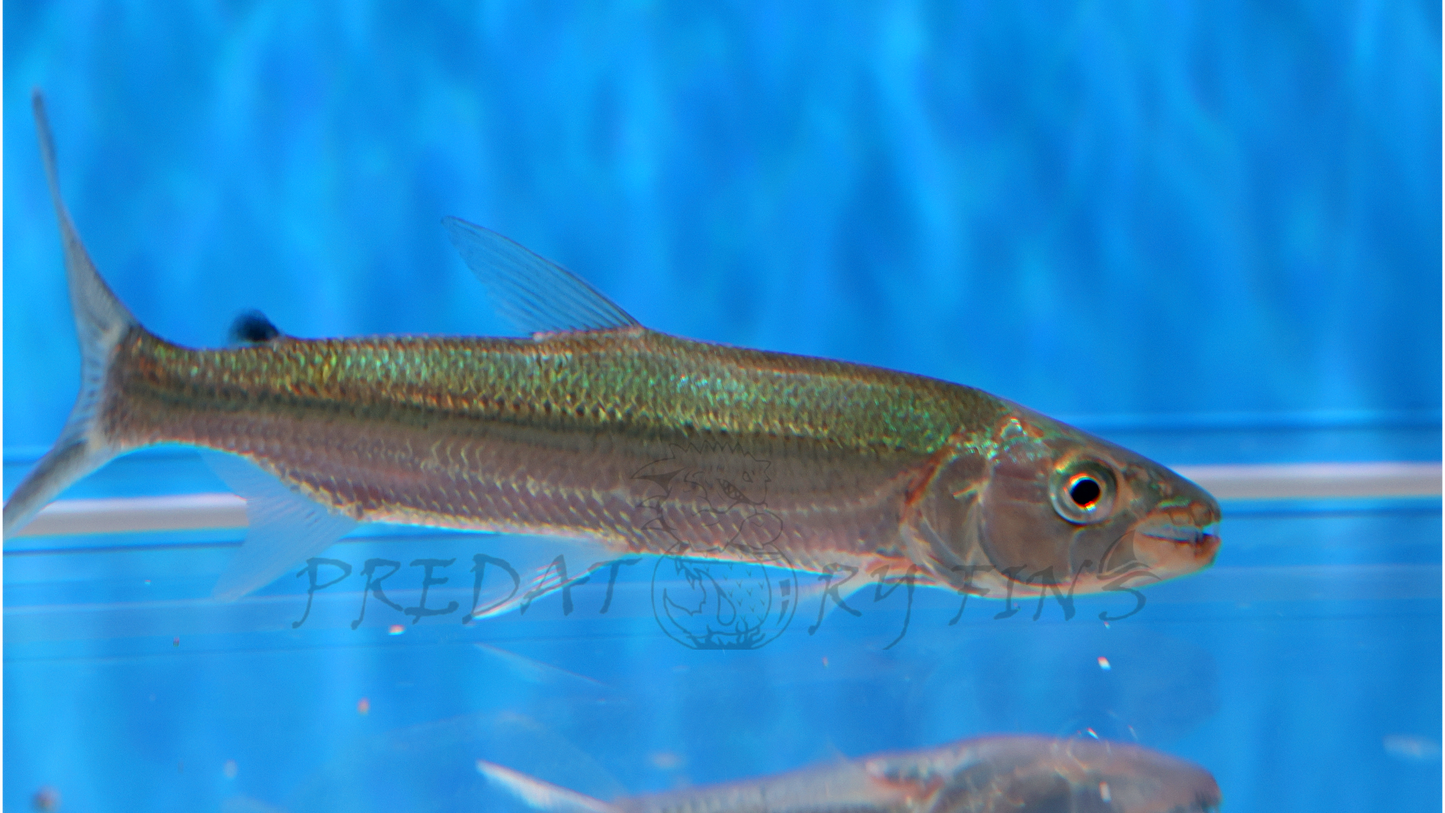 Goliath African Tiger Fish (Hydrocynus goliath)