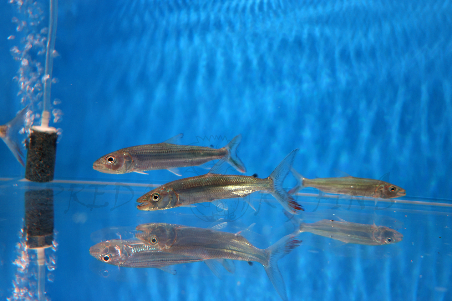 Goliath African Tiger Fish (Hydrocynus goliath)