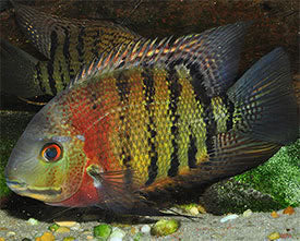 Red Tiger Severum Rio Negro Curare (Heros severus)