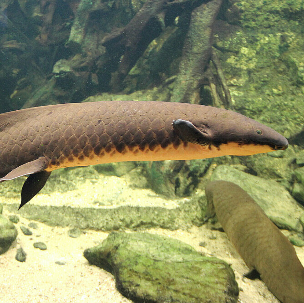 Australian Lungfish (Neoceratodus forsteri)