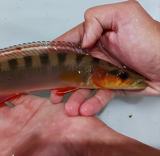 Red Xingu Pike Cichlid (Crenicichla lugubris Xingu)