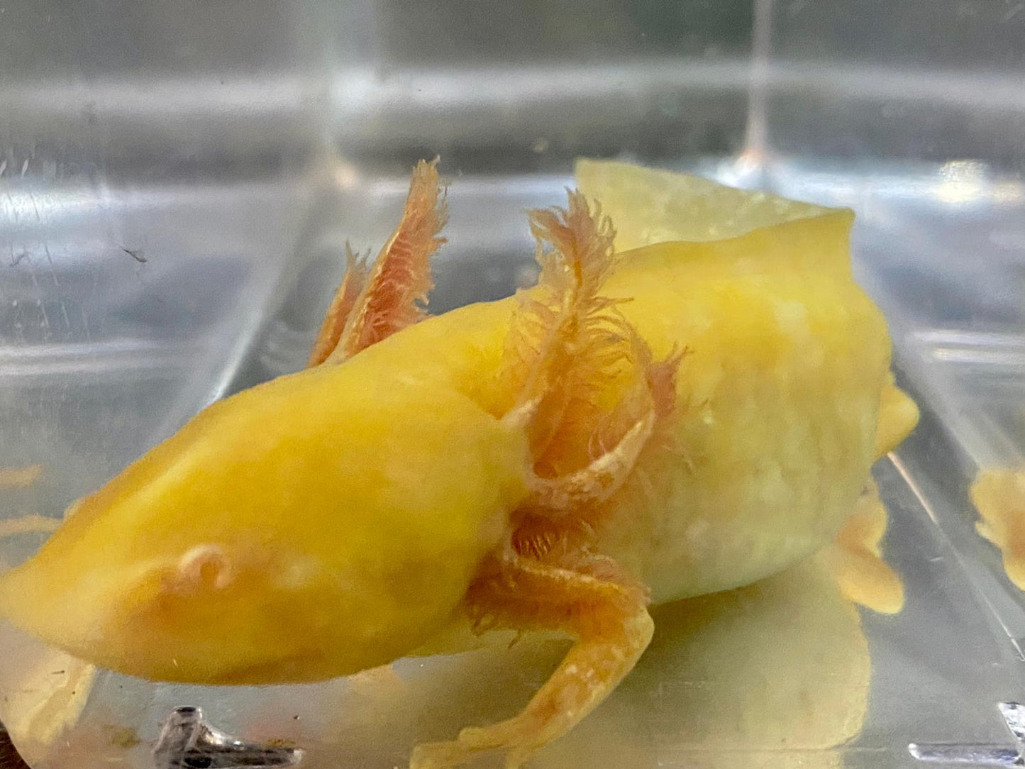 Golden Albino GFP Axolotl (Ambystoma mexicanum)