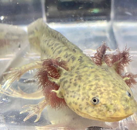 Light Based Spotted Axolotl (Ambystoma mexicanum)
