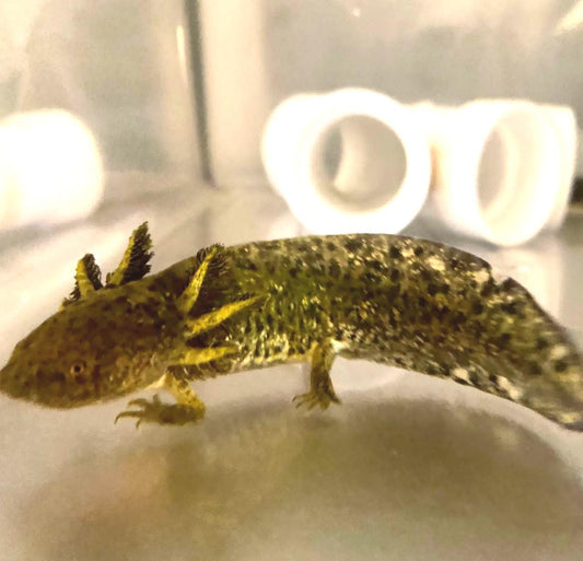 Wild Starburst Axolotl (Ambystoma mexicanum)