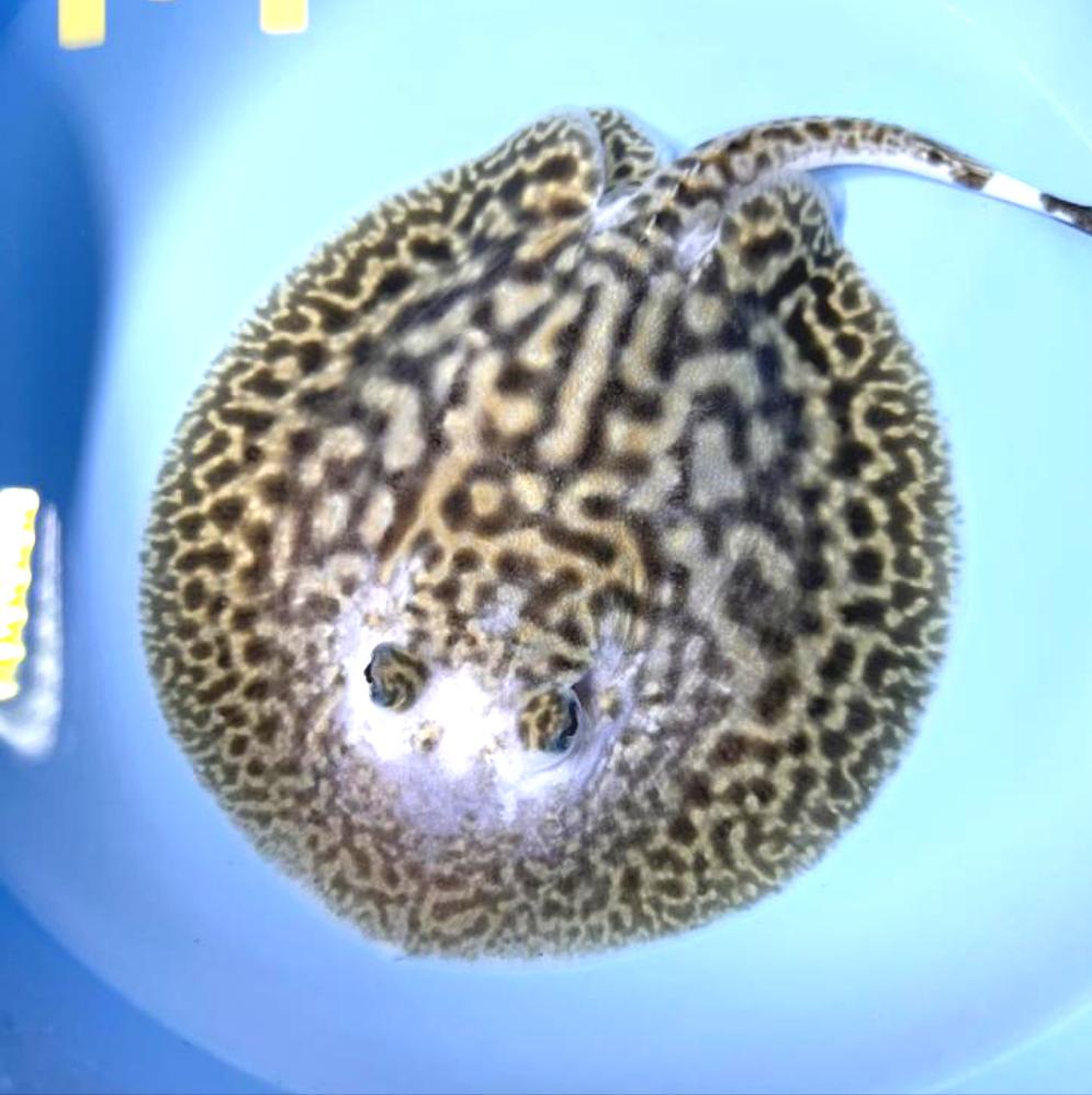 White Tiger Panda Pearl Stingray (Potamotrygon jabuti)