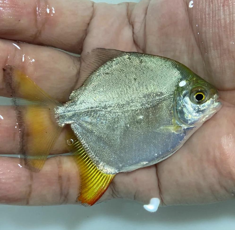 Yellow Fin Red Hook Silver Dollar (Myloplus arnoldi)