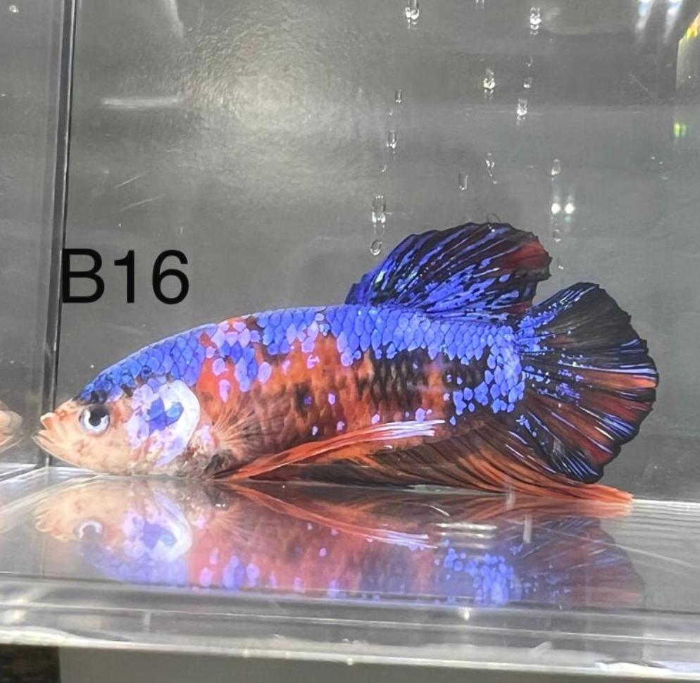 Candy Nemo Galaxy Koi Plakat Betta Fish (Betta splendens)