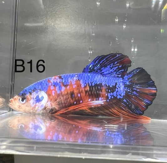 Candy Nemo Galaxy Koi Plakat Betta Fish (Betta splendens)