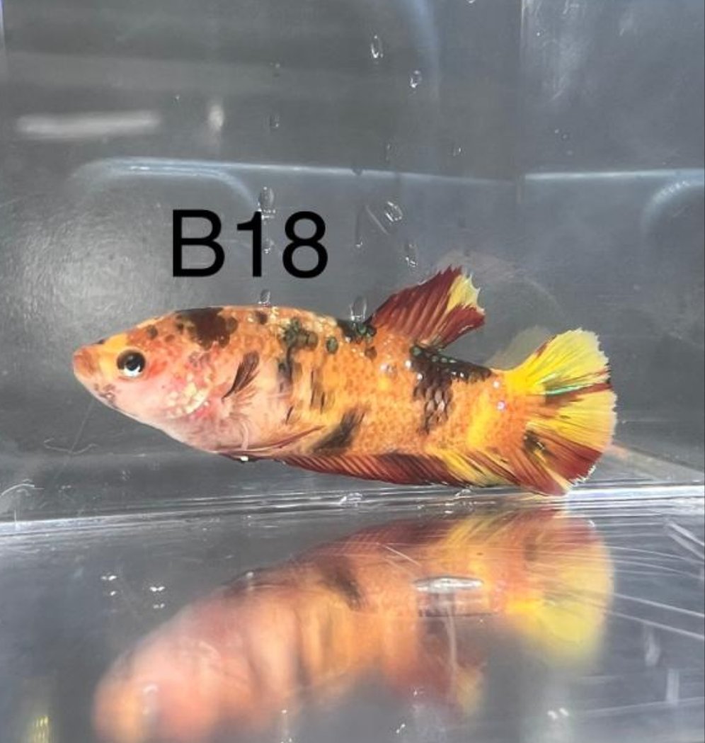 Candy Nemo Galaxy Koi Plakat Betta Fish (Betta splendens)