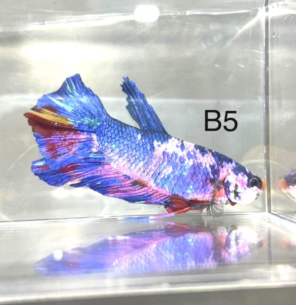 Candy Nemo Galaxy Koi Plakat Betta Fish (Betta splendens)