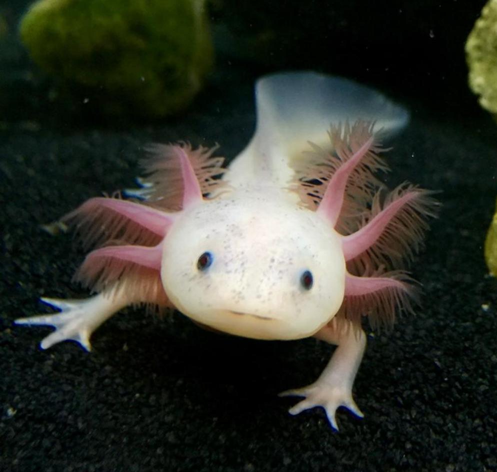 Freckled Leucistic Lucy Axolotl (Ambystoma mexicanum)