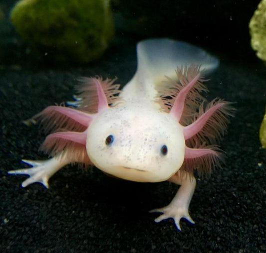 Freckled Leucistic Lucy Axolotl (Ambystoma mexicanum)