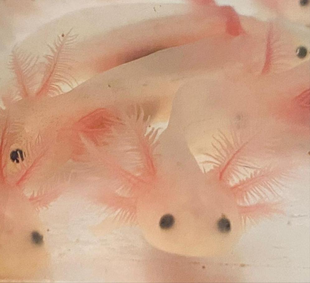 Freckled Leucistic Lucy Axolotl (Ambystoma mexicanum)