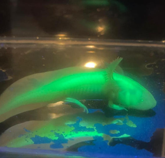 Albino GFP Axolotl (Ambystoma mexicanum)