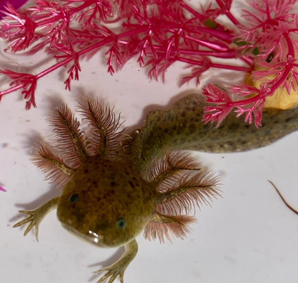 Wild Axolotl (Ambystoma mexicanum)