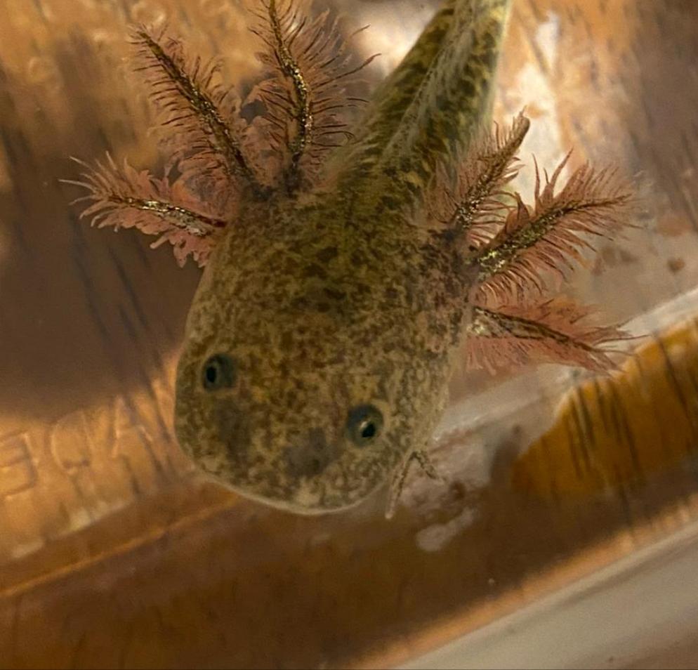 Wild Axolotl (Ambystoma mexicanum)