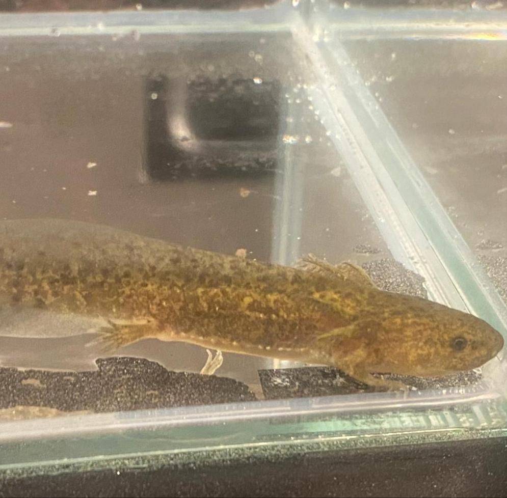 Wild GFP Glow in the Dark Axolotl (Ambystoma mexicanum)