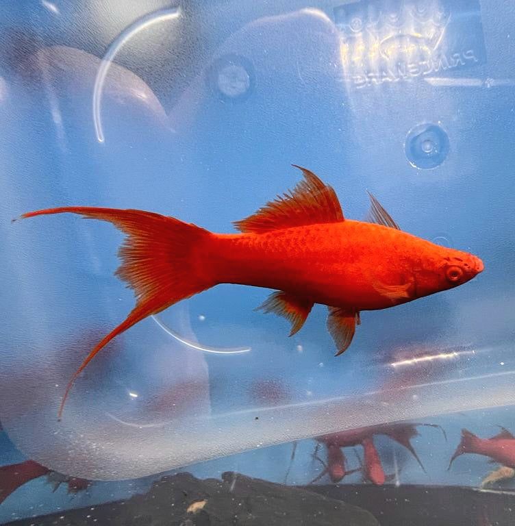 Albino Red Devil Lyretail Molly (Poecilia latipinna)