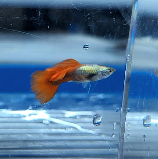 Platinum Red Tail Guppy (Poecilia reticulata)