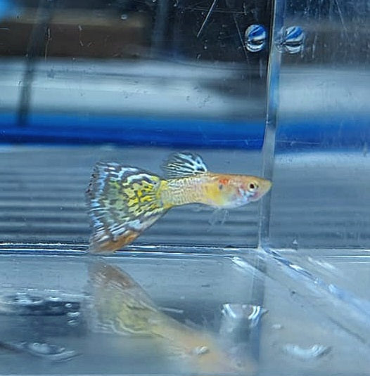 Albino Yellow Cobra Guppy (Poecilia reticulata)