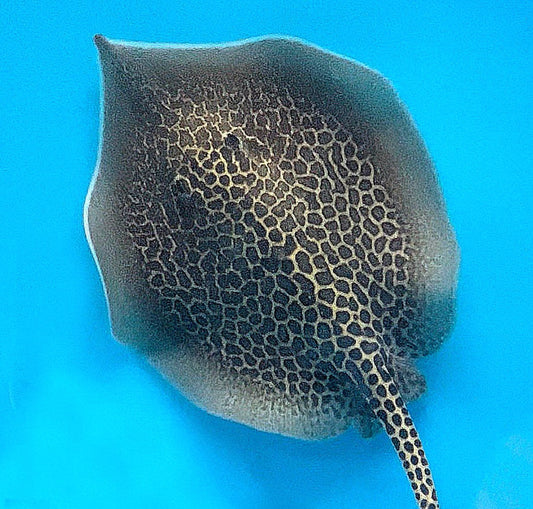 Marble Whiptail Stingray (Fluvitrygon oxyrhynchus)
