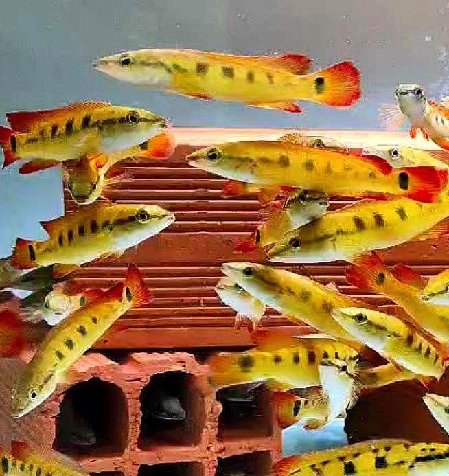 Golden Red Flame Pike Cichlid (Crenicichla sp)