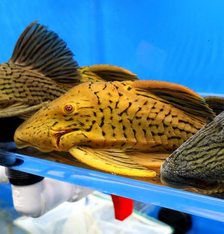 L027 Araguaia Gold Line Royal Pleco (Panaque armbrusteri)