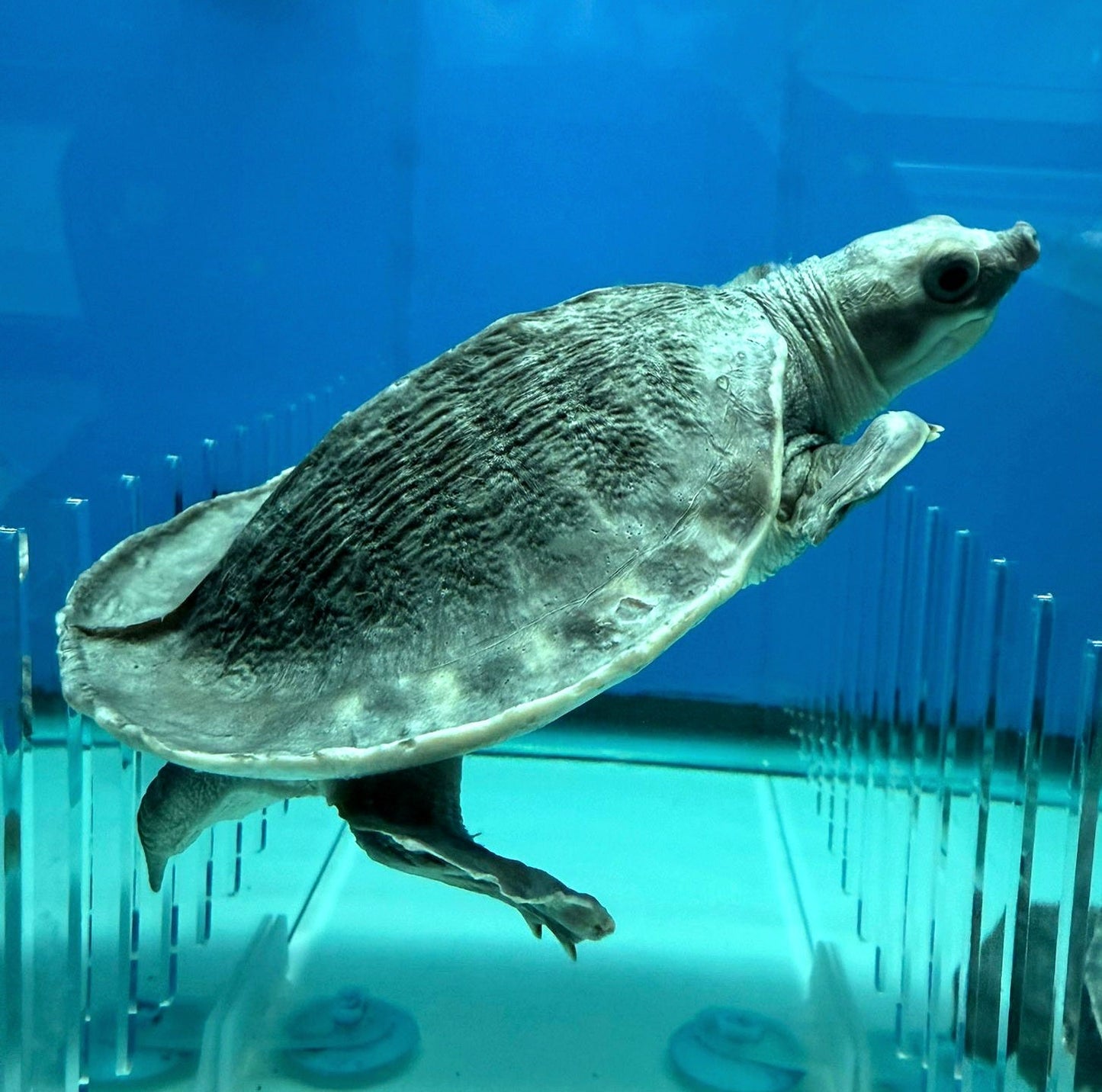 Fly River Turtle (Carettochelys insculpta)