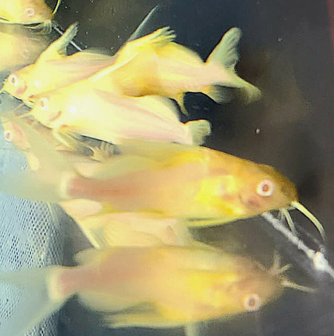 Albino Featherfin Synodontis Catfish (Synodontis eupterus)