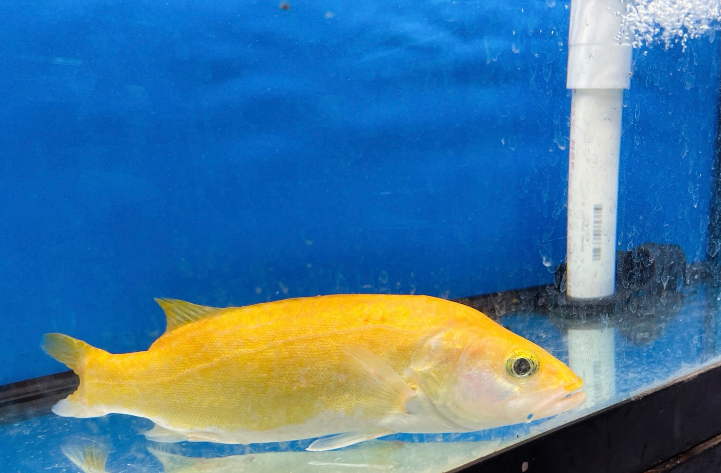 Golden / White Mandarin Perch (Siniperca scherzeri)