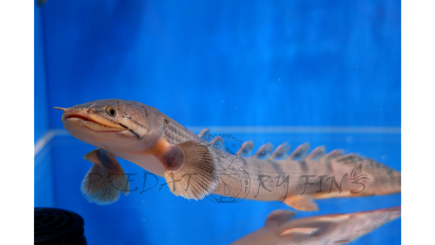 Mokelembembe Bichir (Polypterus mokelembembe)