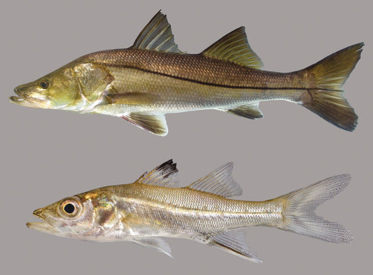 Snook (Centropomus undecimalis)