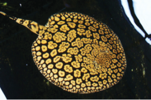 Flower Stingray (Potamotrygon schroederi)