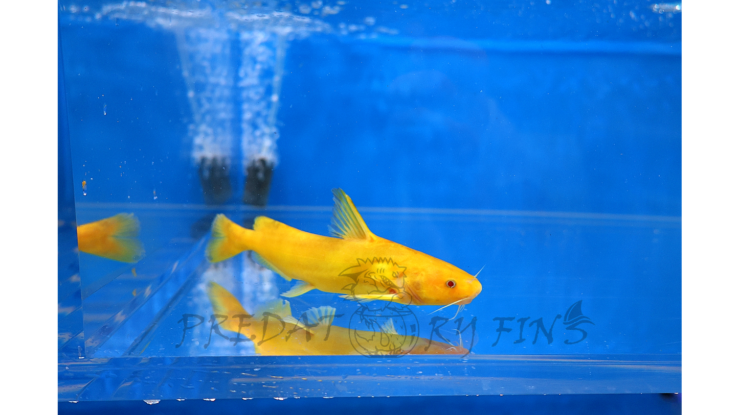 Albino Golden Arrowhead Catfish (Pseudobagrus sp)