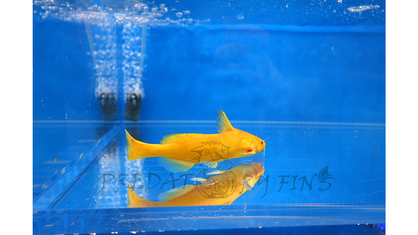 Albino Golden Arrowhead Catfish (Pseudobagrus sp)