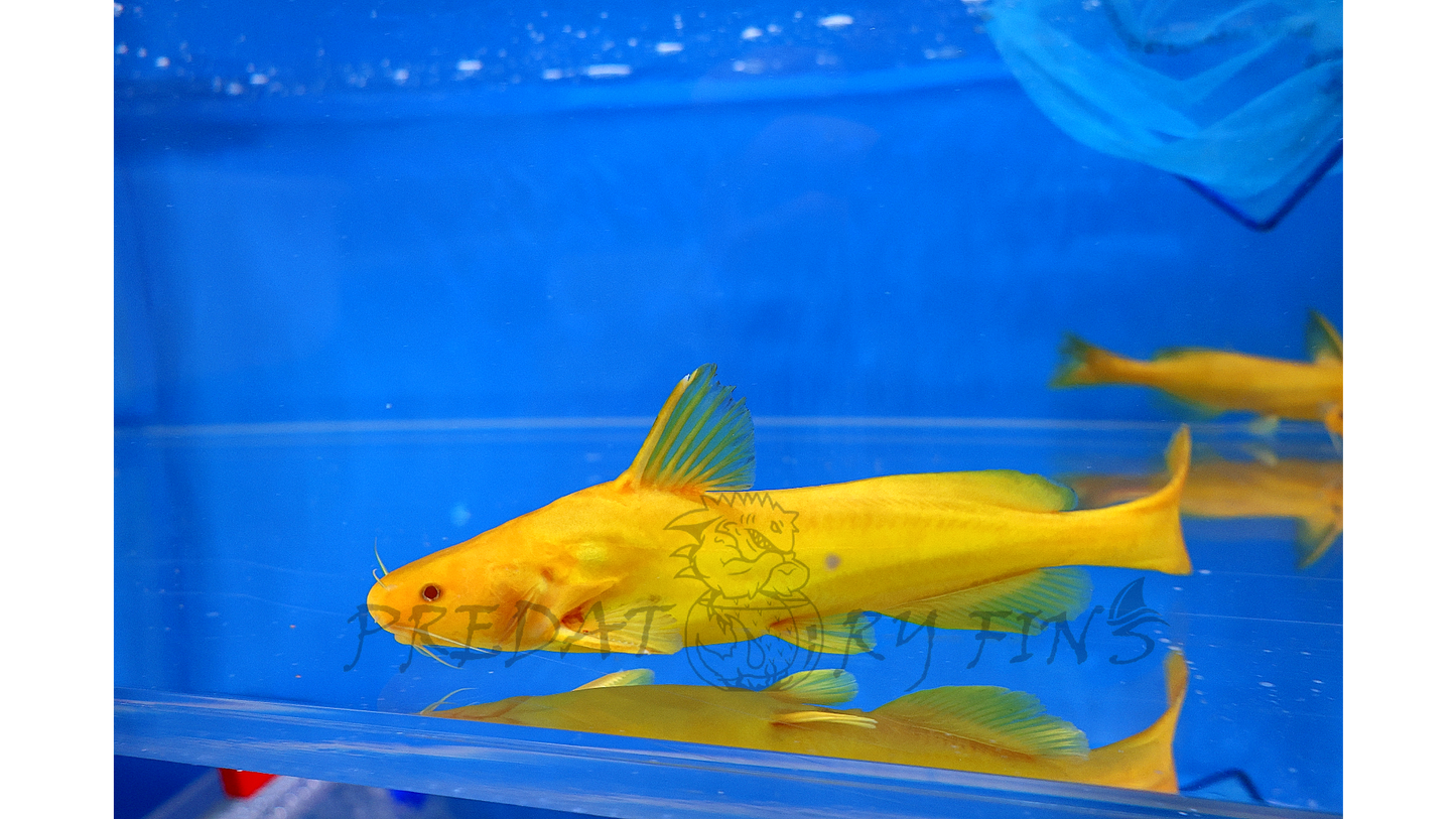Albino Golden Arrowhead Catfish (Pseudobagrus sp)