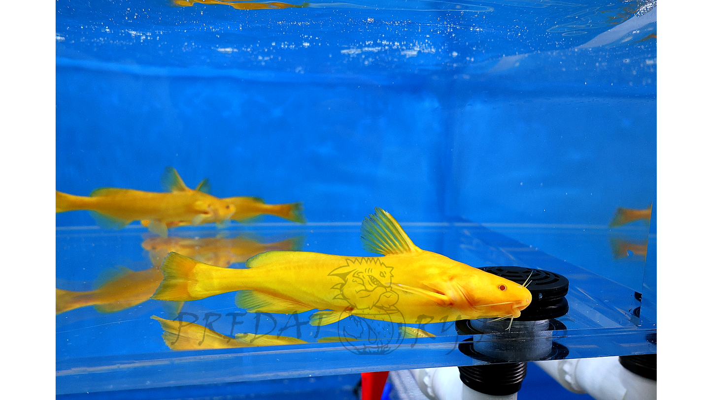Albino Golden Arrowhead Catfish (Pseudobagrus sp)