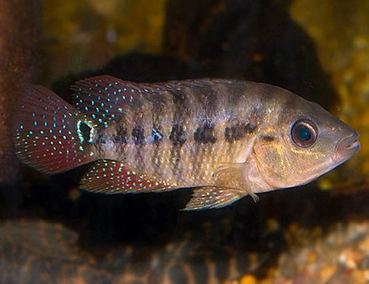 True Red Terror Cichlid (Mesoheros festae)