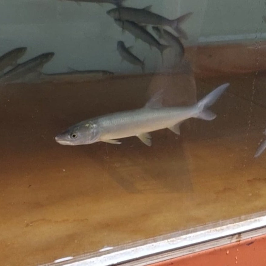 Yellowcheek Bambusa (Elopichthys bambusa)