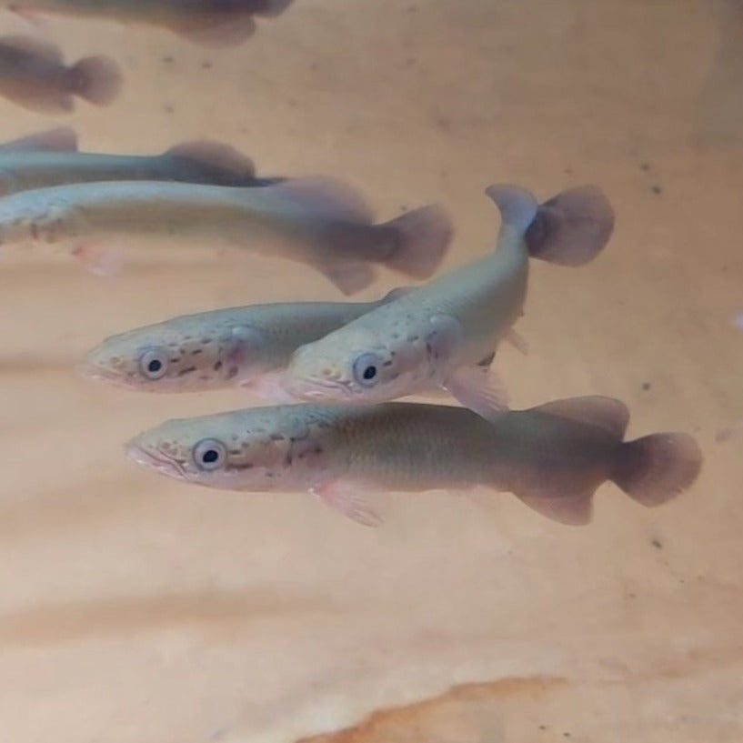 Arapaima (Arapaima gigas)