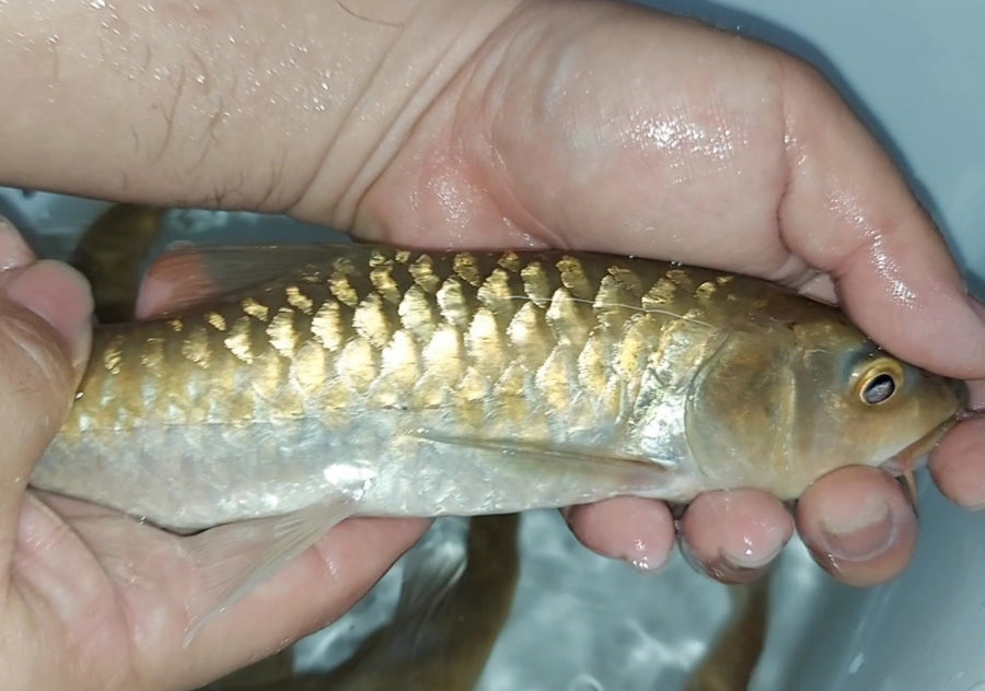 Thai Blue Mahseer (Neolissochilus stracheyi)
