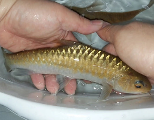 Thai Mahseer (Tor tambroides)