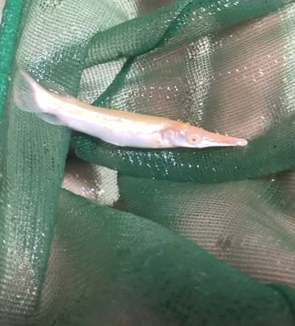 Albino Golden Alligator Gar (Atractosteus spatula)