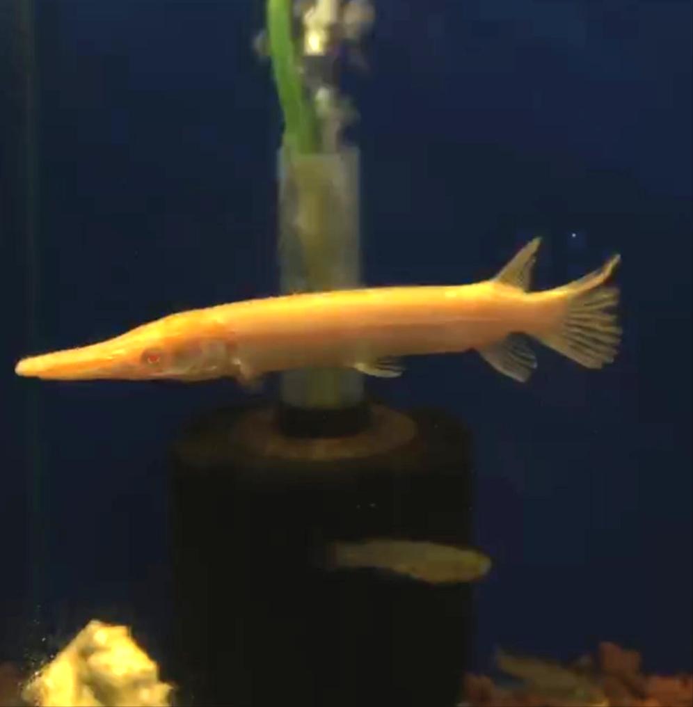Albino Golden Alligator Gar (Atractosteus spatula)