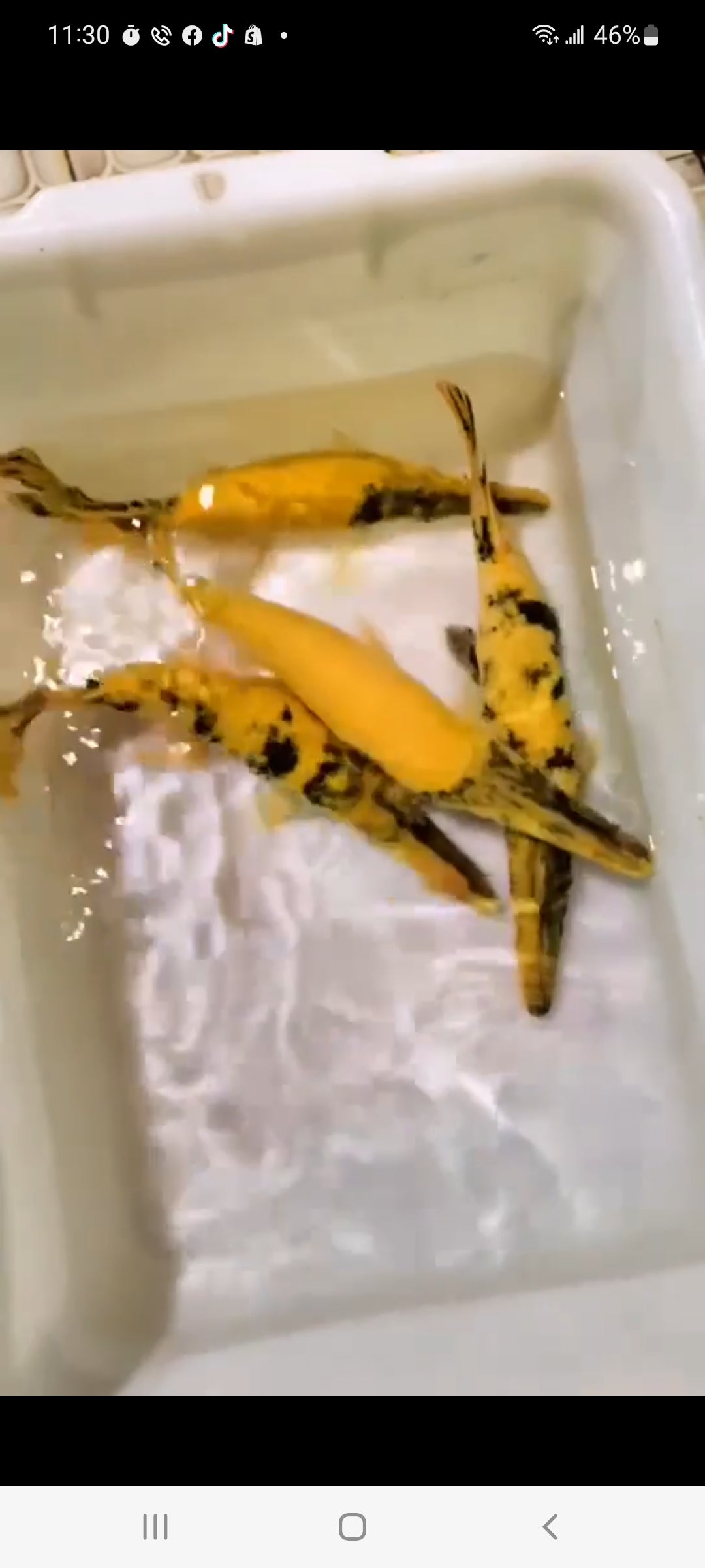 Albino Golden Marble Alligator Gar (Atractosteus spatula)