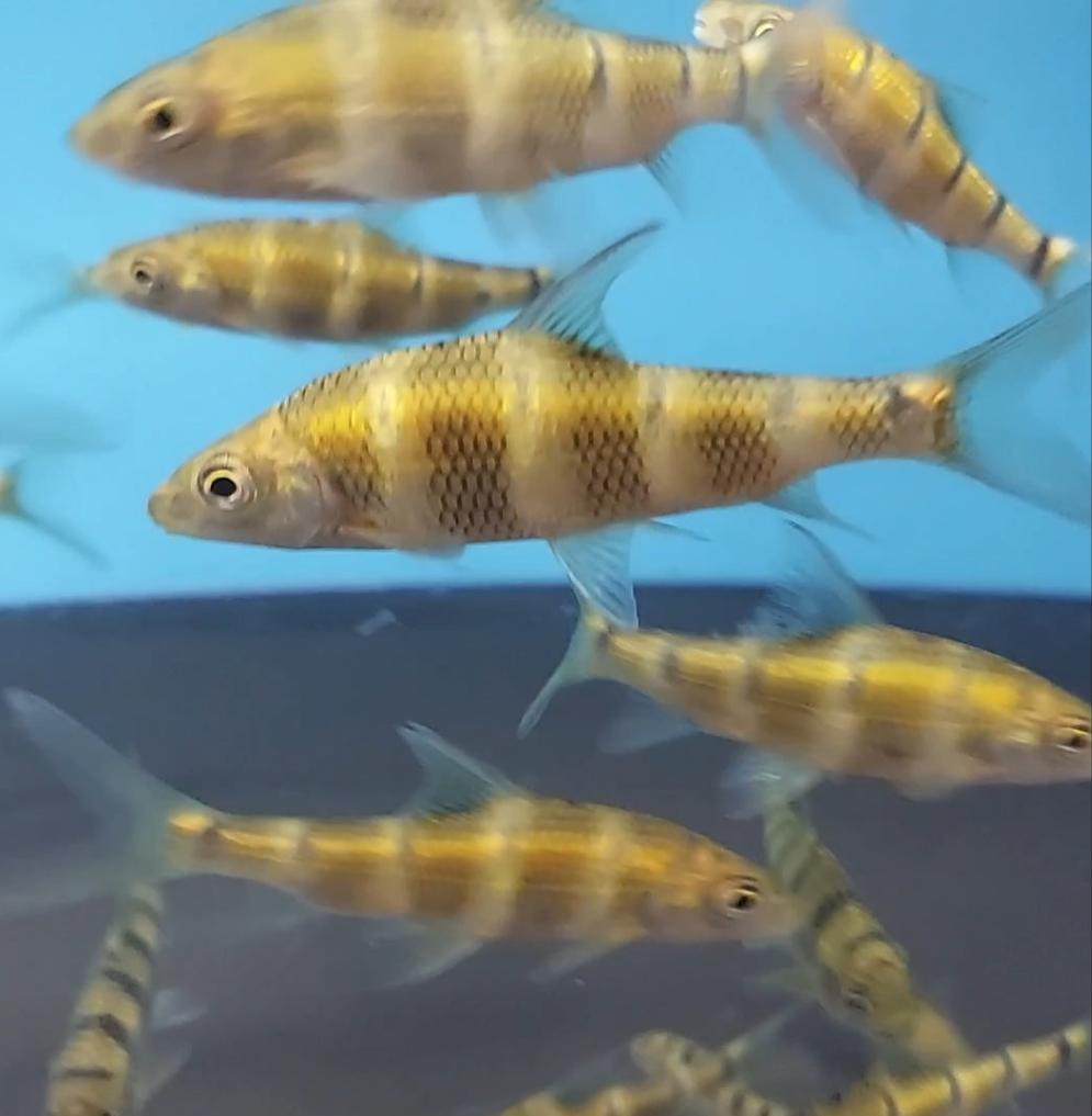 Golden Bumblebee Barb (Acrossocheilus longipinnis)