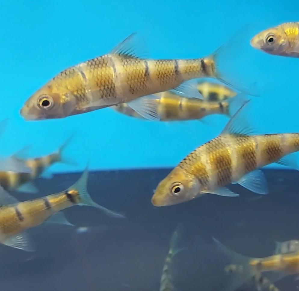 Golden Bumblebee Barb (Acrossocheilus longipinnis)