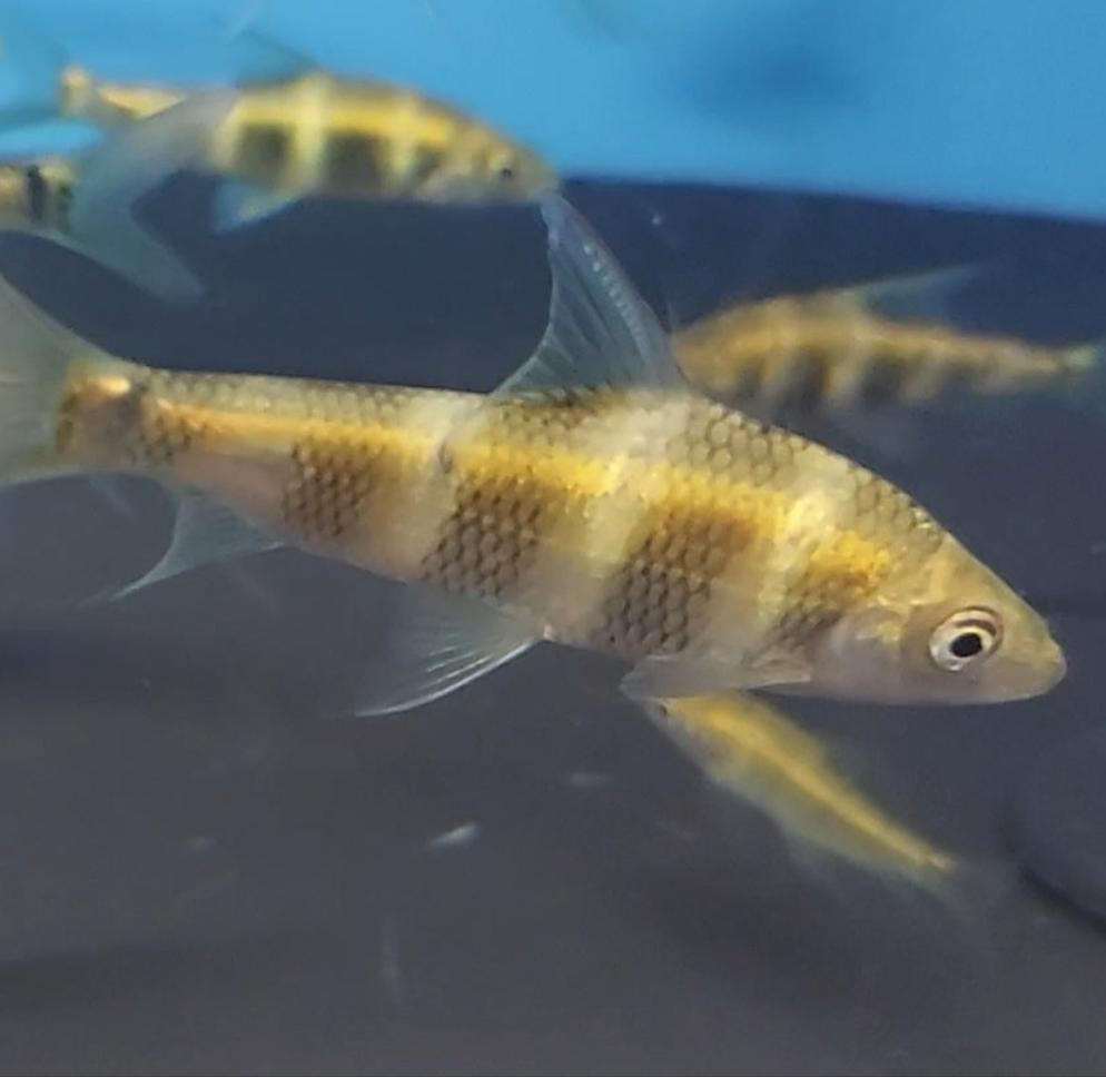 Golden Bumblebee Barb (Acrossocheilus longipinnis)
