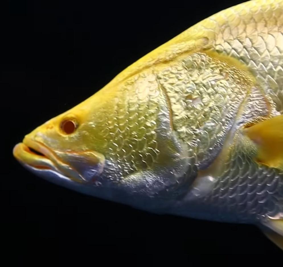Albino Yellow Barramundi (Lates calcarifer)