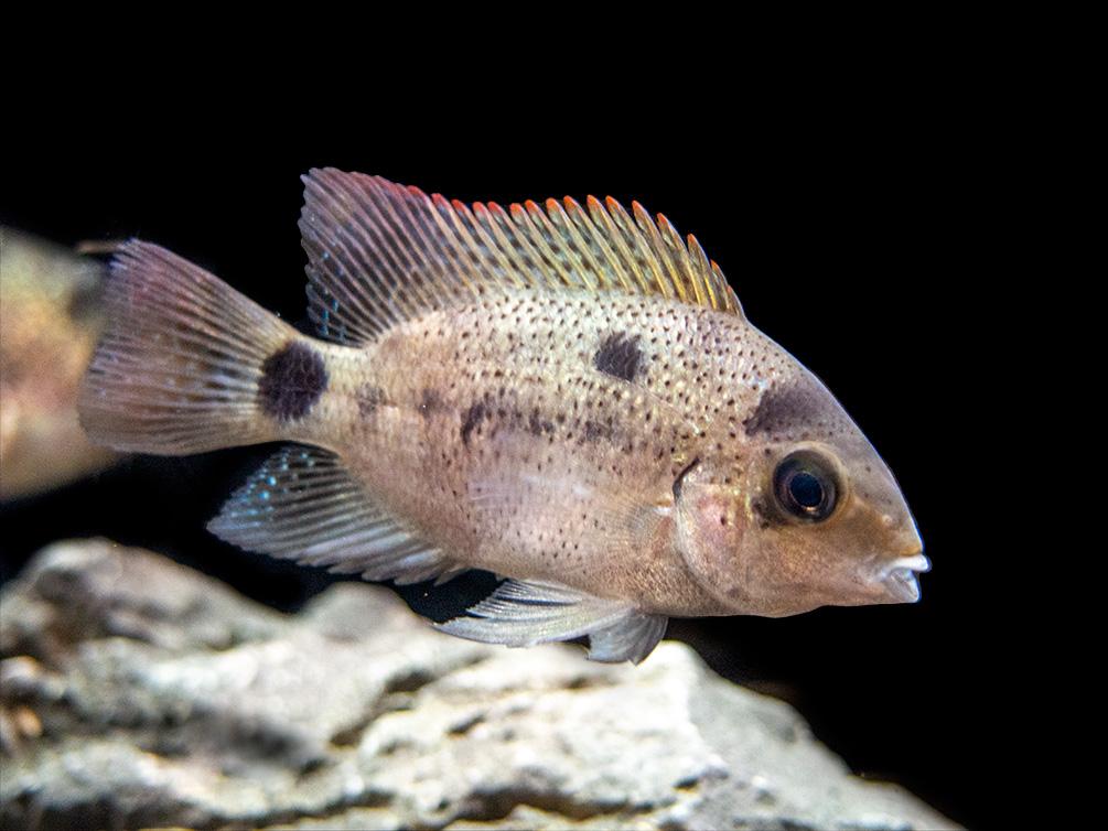 Silver Cichlid (Vieja argentea)
